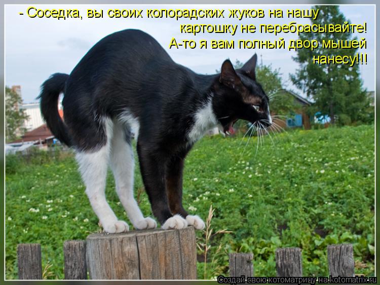 картошку не перебрасывайте! - Соседка, вы своих колорадских жуков на нашу А-то я вам полный двор мыше... Котоматрица: картошку не перебрасывайте! - Соседка, вы своих колорадских жуков на нашу А-то я вам полный двор мышей нанесу!!!