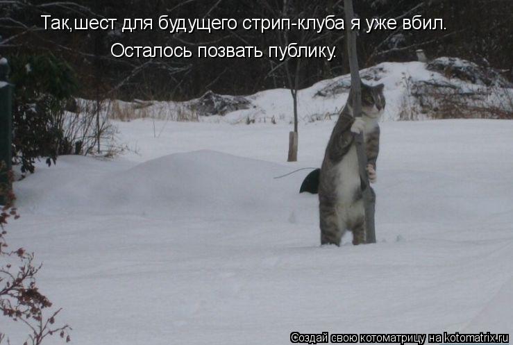 Так,шест для будущего стрип-клуба я уже вбил. Осталось позвать публику.... Котоматрица: Так,шест для будущего стрип-клуба я уже вбил. Осталось позвать публику.