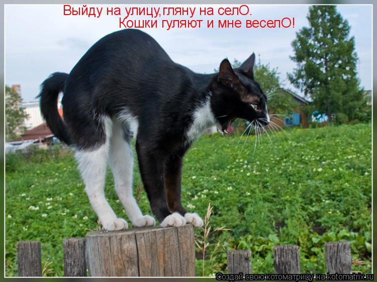 Кошки гуляют и мне веселО! Выйду на улицу,гляну на селО.... Котоматрица: Кошки гуляют и мне веселО! Выйду на улицу,гляну на селО.