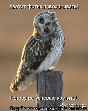 Голову не успеваю крутить! Хватит фотик поворачивать!... Котоматрица: Голову не успеваю крутить! Хватит фотик поворачивать!