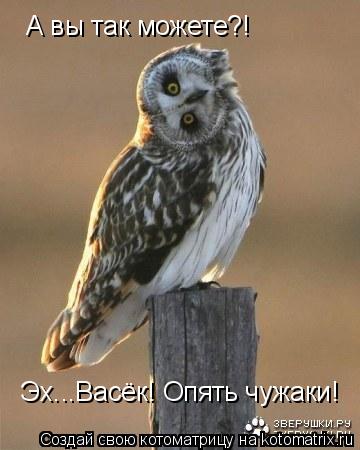 А вы так можете?! Эх...Васёк! Опять чужаки!... Котоматрица: А вы так можете?! Эх...Васёк! Опять чужаки!