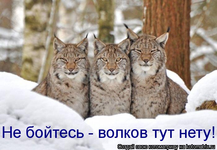 Котоматрица: Не бойтесь - волков тут нету!