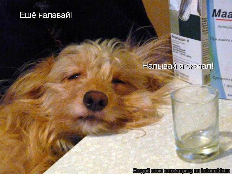 Ешё налавай! Налывай я сказал!... Котоматрица: Ешё налавай! Налывай я сказал!