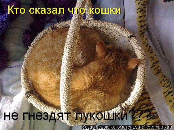 Кто сказал что кошки не гнездят лукошки???... Котоматрица: Кто сказал что кошки не гнездят лукошки???