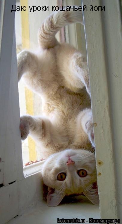 Даю уроки кошачьей йоги... Котоматрица: Даю уроки кошачьей йоги