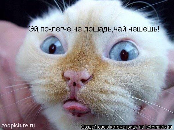 Эй,по-легче,не лошадь,чай,чешешь!... Котоматрица: Эй,по-легче,не лошадь,чай,чешешь!