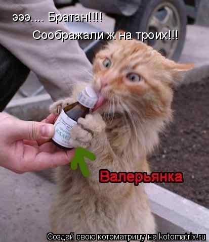 эээ.... Братан!!!! Соображали ж на троих!!!... Котоматрица: эээ.... Братан!!!! Соображали ж на троих!!!