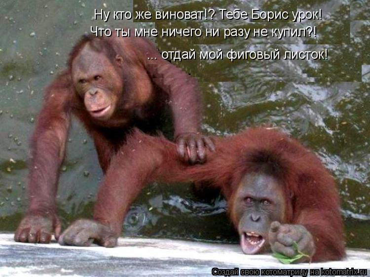 Ну кто же виноват!? Тебе Борис урок! Что ты мне ничего ни разу не купил?! ... отдай мой фиговый листо... Котоматрица: Ну кто же виноват!? Тебе Борис урок! Что ты мне ничего ни разу не купил?! ... отдай мой фиговый листок!
