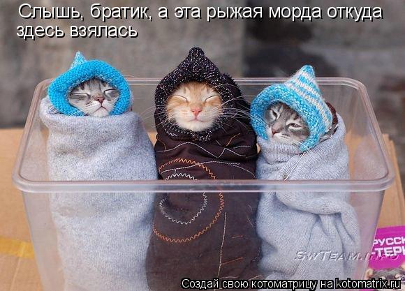 Слышь, братик, а эта рыжая морда откуда здесь взялась... Котоматрица: Слышь, братик, а эта рыжая морда откуда здесь взялась