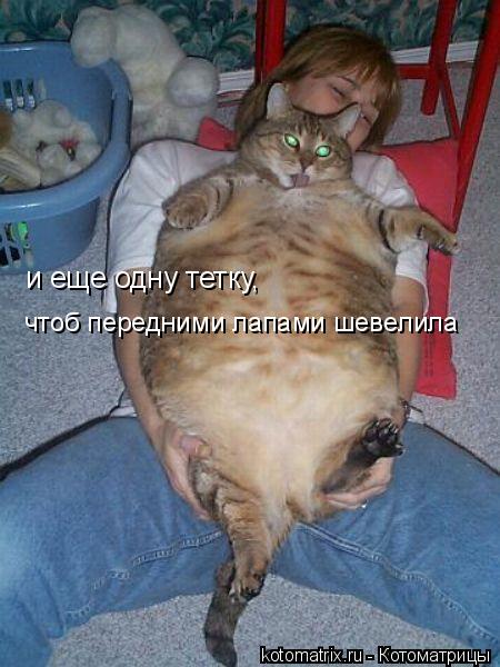 Котоматрица: и еще одну тетку,  чтоб передними лапами шевелила