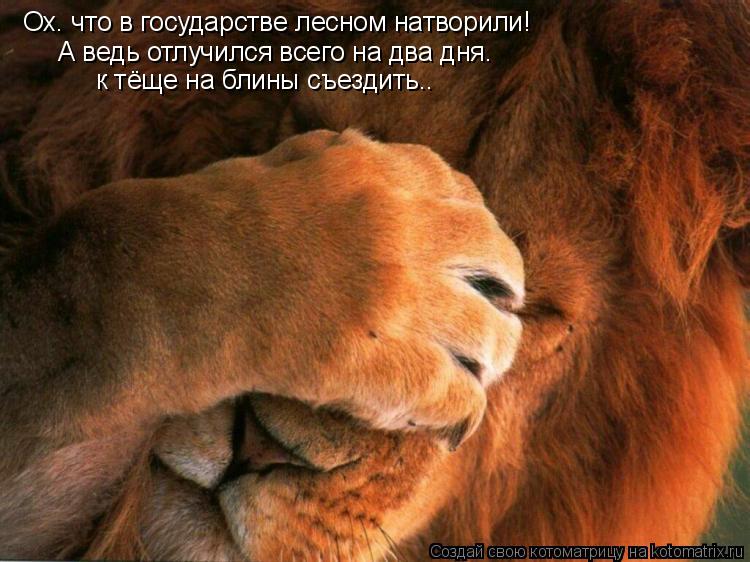 Ох. что в государстве лесном натворили! А ведь отлучился всего на два дня. к тёще на блины съездить..... Котоматрица: Ох. что в государстве лесном натворили! А ведь отлучился всего на два дня. к тёще на блины съездить..