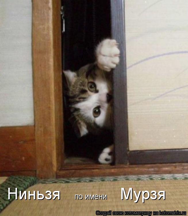 Котоматрица: Ниньзя по имени Мурзя
