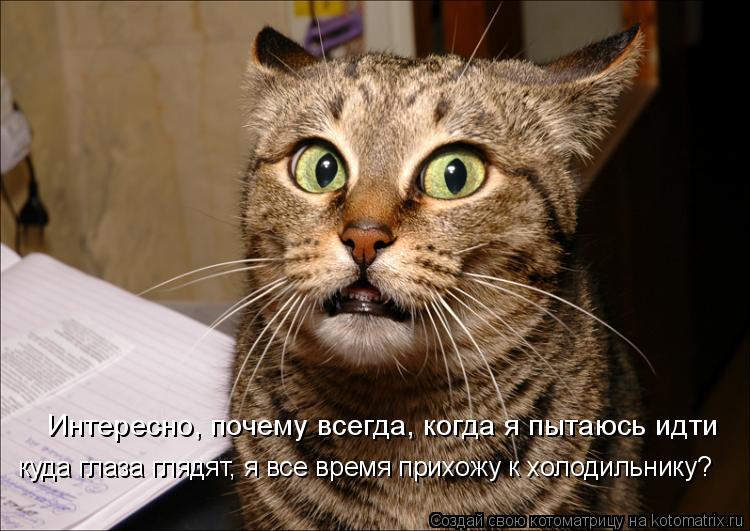 Интересно, почему всегда, когда я пытаюсь идти куда глаза глядят, я все время прихожу к холодильнику... Котоматрица: Интересно, почему всегда, когда я пытаюсь идти куда глаза глядят, я все время прихожу к холодильнику?