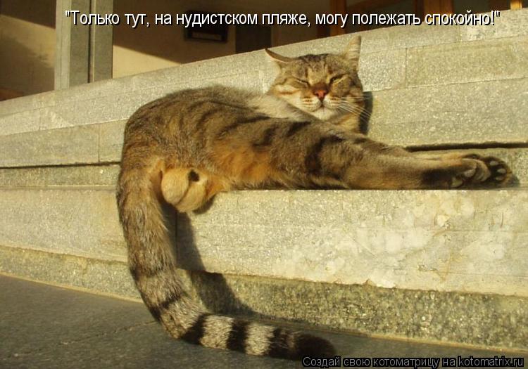 Котоматрица: "Только тут, на нудистском пляже, могу полежать спокойно!"