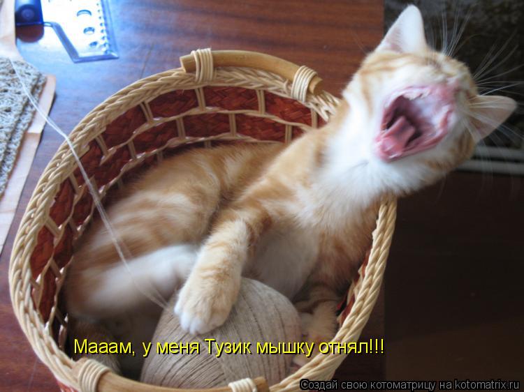 Котоматрица: Мааам, у меня Тузик мышку отнял!!!