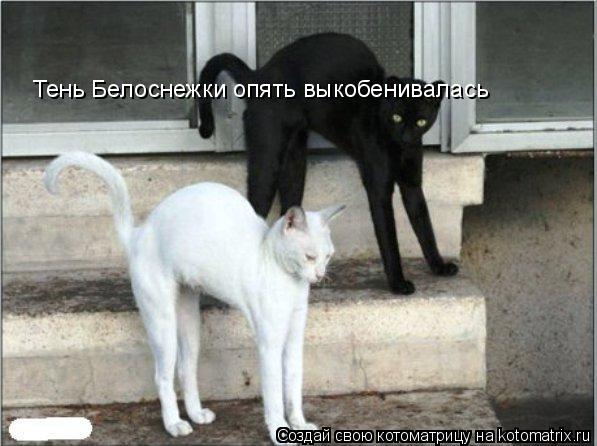 Котоматрица: Тень Белоснежки опять выкобенивалась