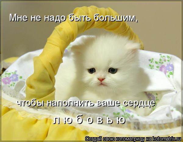 Котоматрица: Мне не надо быть большим, чтобы наполнить ваше сердце л ю б о в ь ю