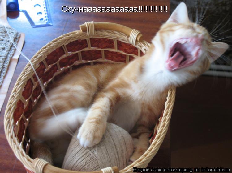 Котоматрица: Скучнаааааааааааа!!!!!!!!!!!!