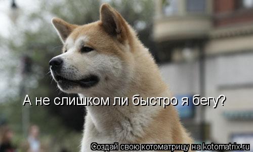 Котоматрица: А не слишком ли быстро я бегу?