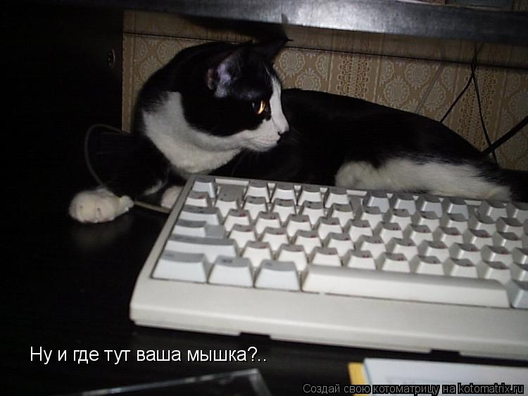 Котоматрица: Ну и где тут ваша мышка?..