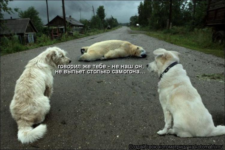 Котоматрица: говорил же тебе - не наш он, не выпьет столько самогона...