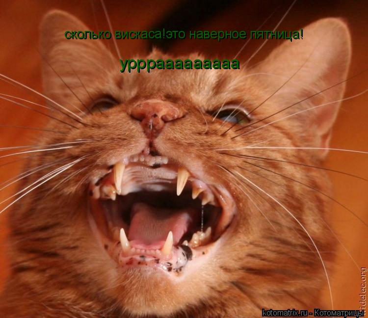 сколько вискаса!это наверное пятница! урррааааааааа... Котоматрица: сколько вискаса!это наверное пятница! урррааааааааа