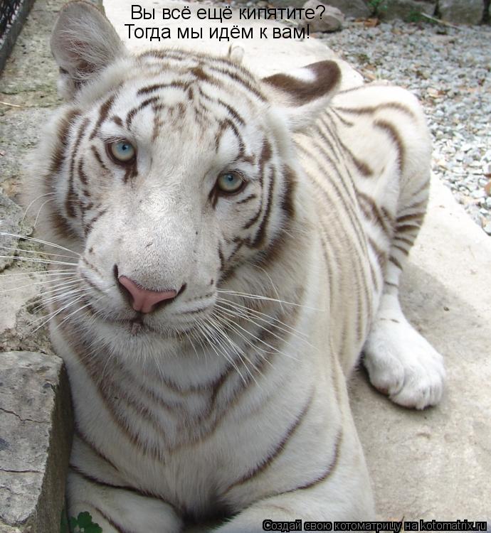 Котоматрица: Вы всё ещё кипятите? Тогда мы идём к вам!