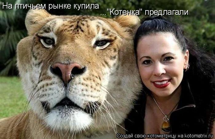 Котоматрица: На птичьем рынке купила ..."Котенка" предлагали