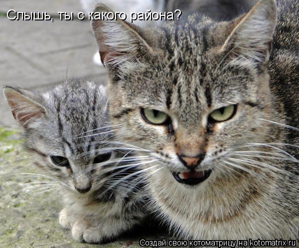 Котоматрица: Слышь, ты с какого района?