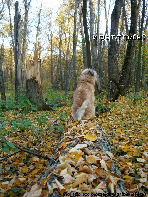 Котоматрица: и где тут грибы?
