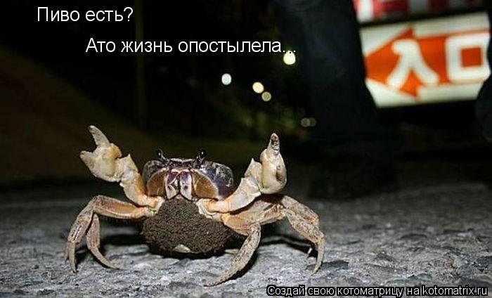 Котоматрица: Пиво есть? Ато жизнь опостылела...