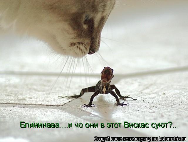 Котоматрица: Блииинааа....и чо они в этот Вискас суют?...
