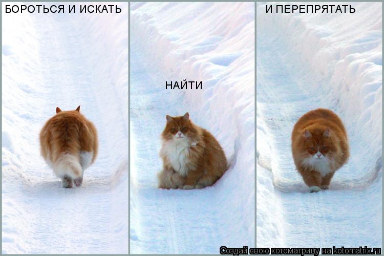 БОРОТЬСЯ И ИСКАТЬ НАЙТИ И ПЕРЕПРЯТАТЬ... Котоматрица: БОРОТЬСЯ И ИСКАТЬ НАЙТИ И ПЕРЕПРЯТАТЬ