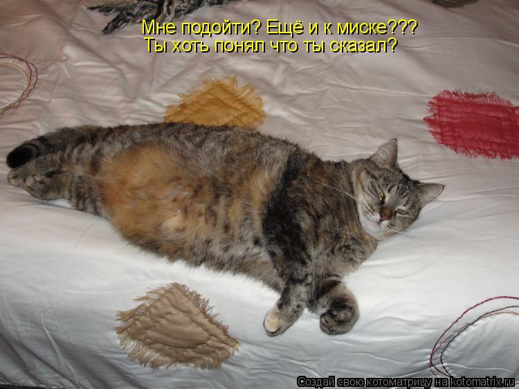 Мне подойти? Ещё и к миске??? Ты хоть понял что ты сказал?... Котоматрица: Мне подойти? Ещё и к миске??? Ты хоть понял что ты сказал?