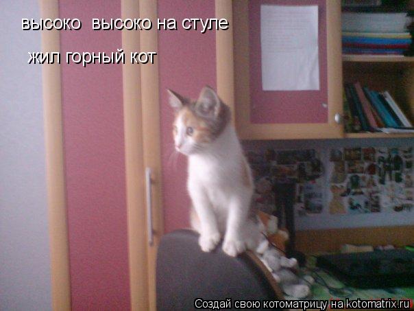жил горный кот высоко высоко на стуле... Котоматрица: жил горный кот высоко высоко на стуле