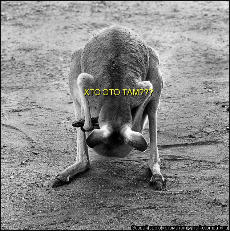 ХТО ЭТО ТАМ???... Котоматрица: ХТО ЭТО ТАМ???