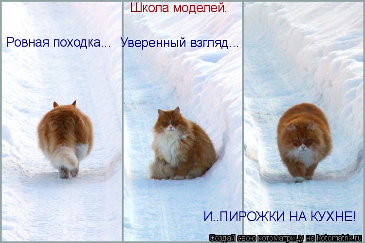 Котоматрица: Школа моделей. Ровная походка... Уверенный взгляд... И..ПИРОЖКИ НА КУХНЕ!