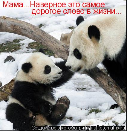 Котоматрица: Мама...Наверное это самое дорогое слово в жизни...