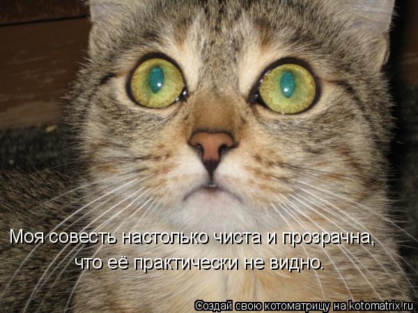 Котоматрица: Моя совесть настолько чиста и прозрачна,  что её практически не видно.