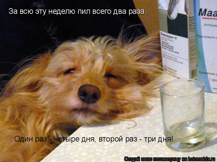 Котоматрица: За всю эту неделю пил всего два раза.  Один раз - четыре дня, второй раз - три дня!
