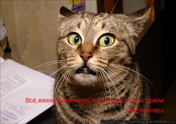 Котоматрица: Всё,жизнь закончена!Они записались на приём к ветеринару...