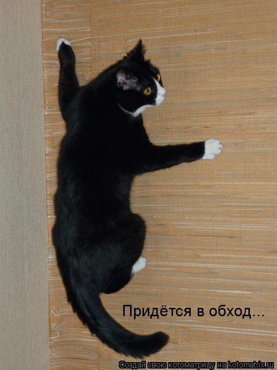 Котоматрица: Придётся в обход...
