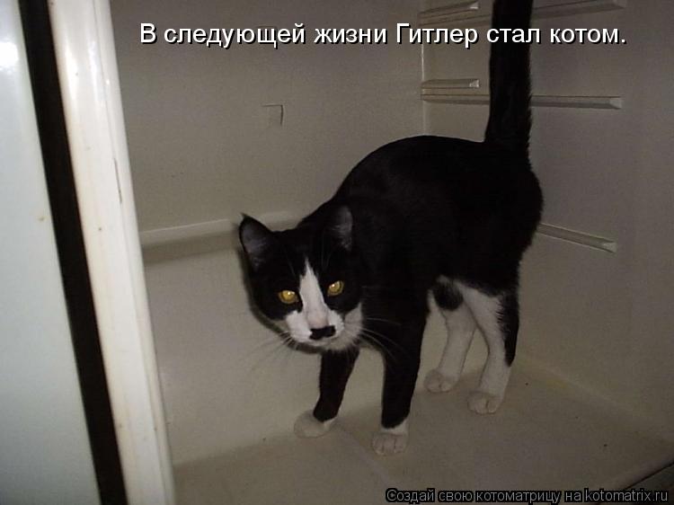 Котоматрица: В следующей жизни Гитлер стал котом.