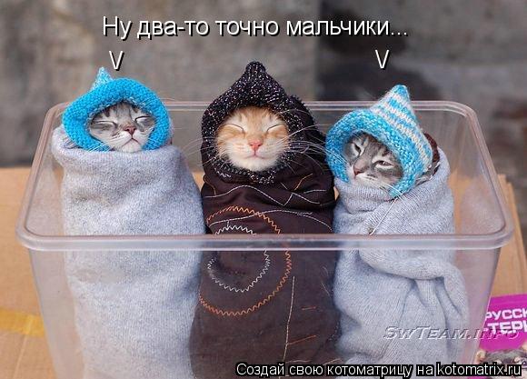 Ну два-то точно мальчики... \/ \/... Котоматрица: Ну два-то точно мальчики... \/ \/