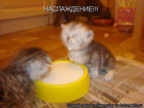 Котоматрица: НАСЛАЖДЕНИЕ!!!