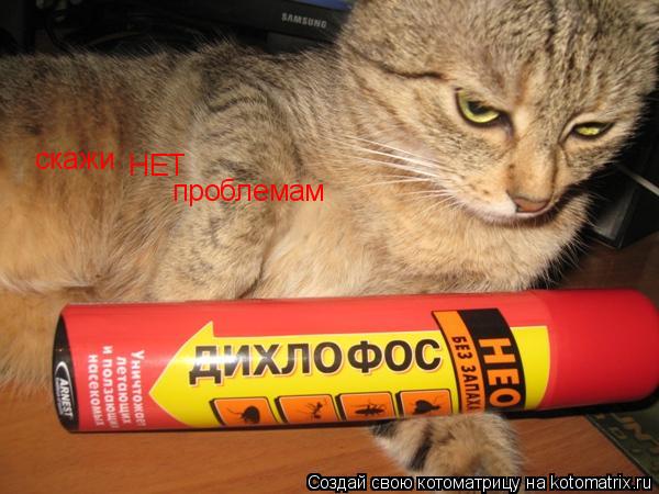 Котоматрица: скажи                             НЕТ                          проблемам