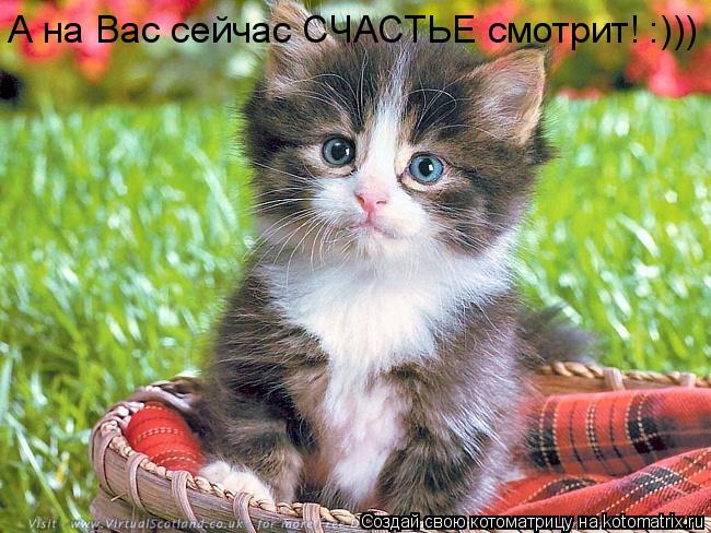 Котоматрица: А на Вас сейчас СЧАСТЬЕ смотрит! :)))