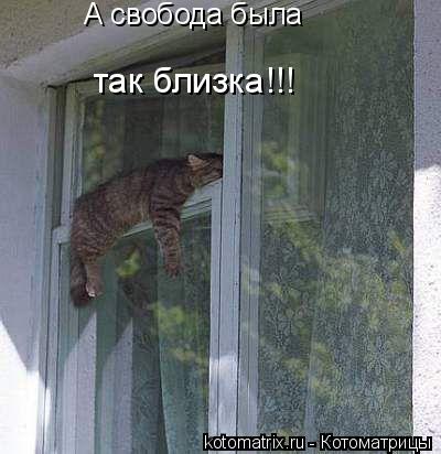Котоматрица: А свобода была так близка!!!