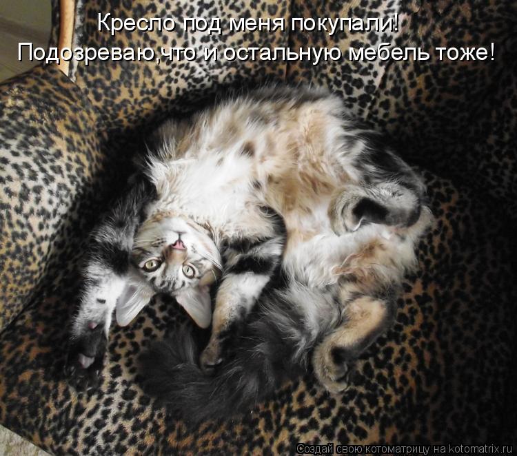 Котоматрица: Кресло под меня покупали! Подозреваю,что и остальную мебель тоже!