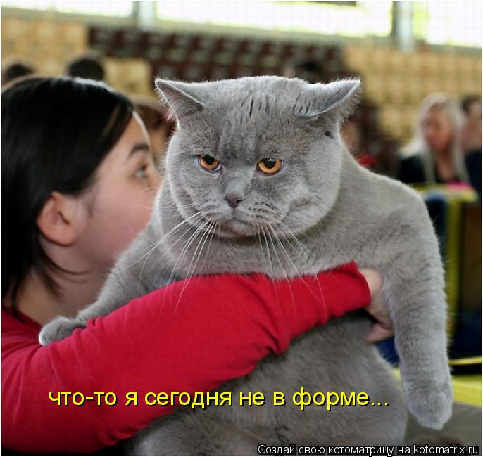 Котоматрица: что-то я сегодня не в форме...